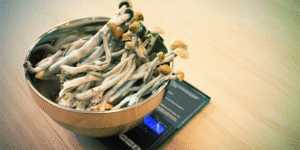 5 Best Magic Mushroom Strains For Therapy