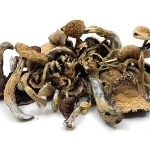 Golden Teachers Magic Mushrooms