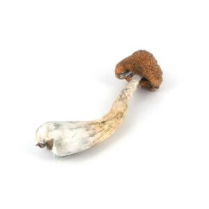 OG Melmac Mushroom