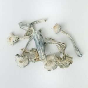 White Rabbit Mushrooms