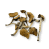 Escondido Mushroom