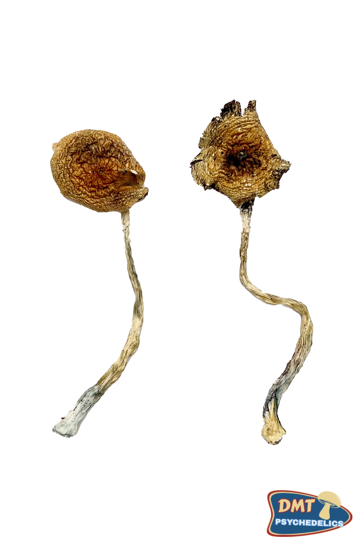 Ban Thurian Magic Mushrooms