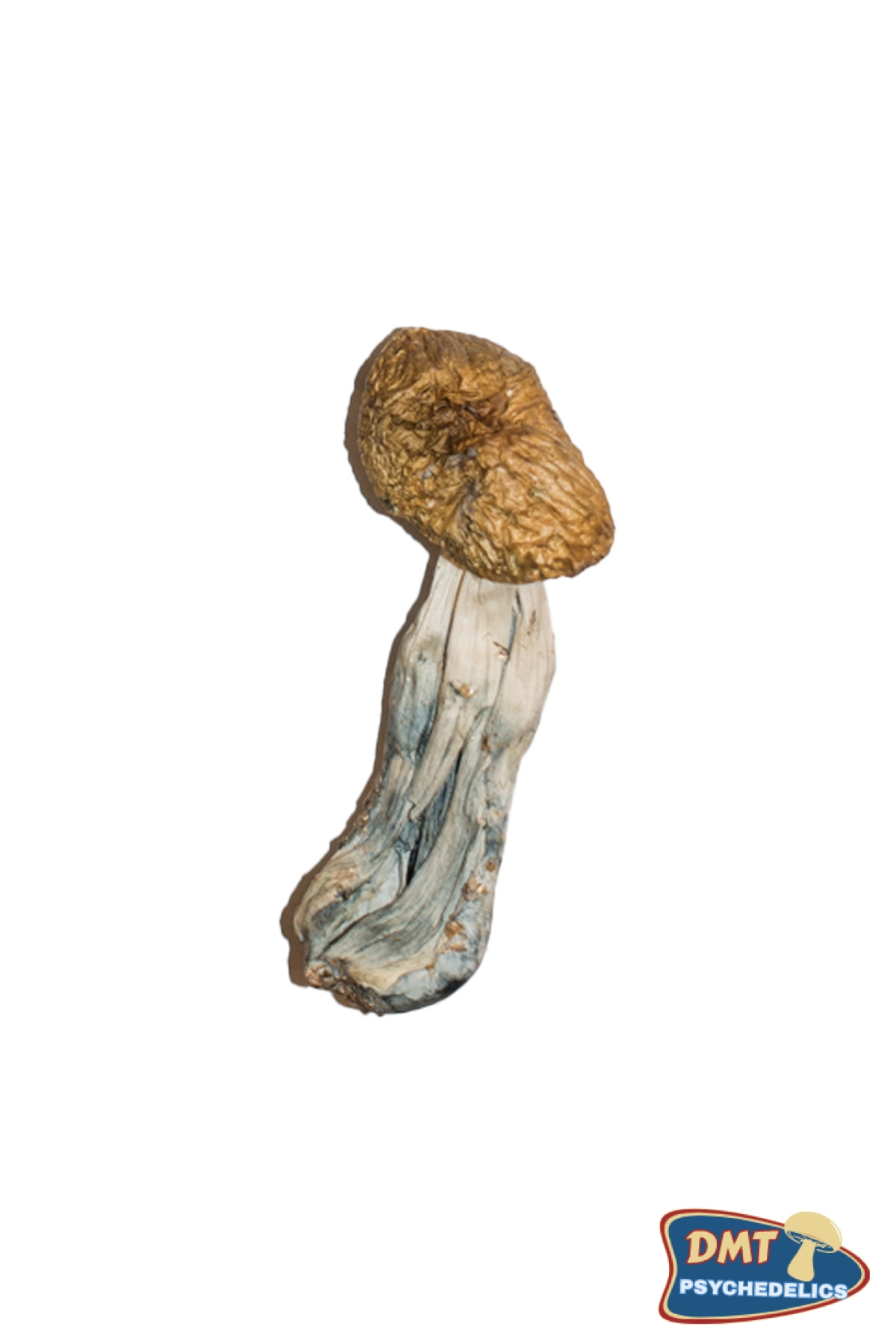 Big Mex Magic Mushrooms