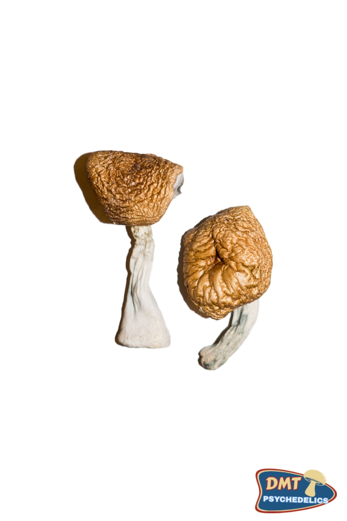 Burmese Magic Mushrooms