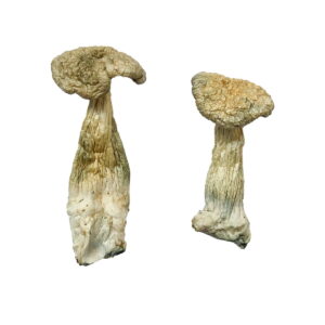 Buy Leucistic Burma Magic Mushrooms