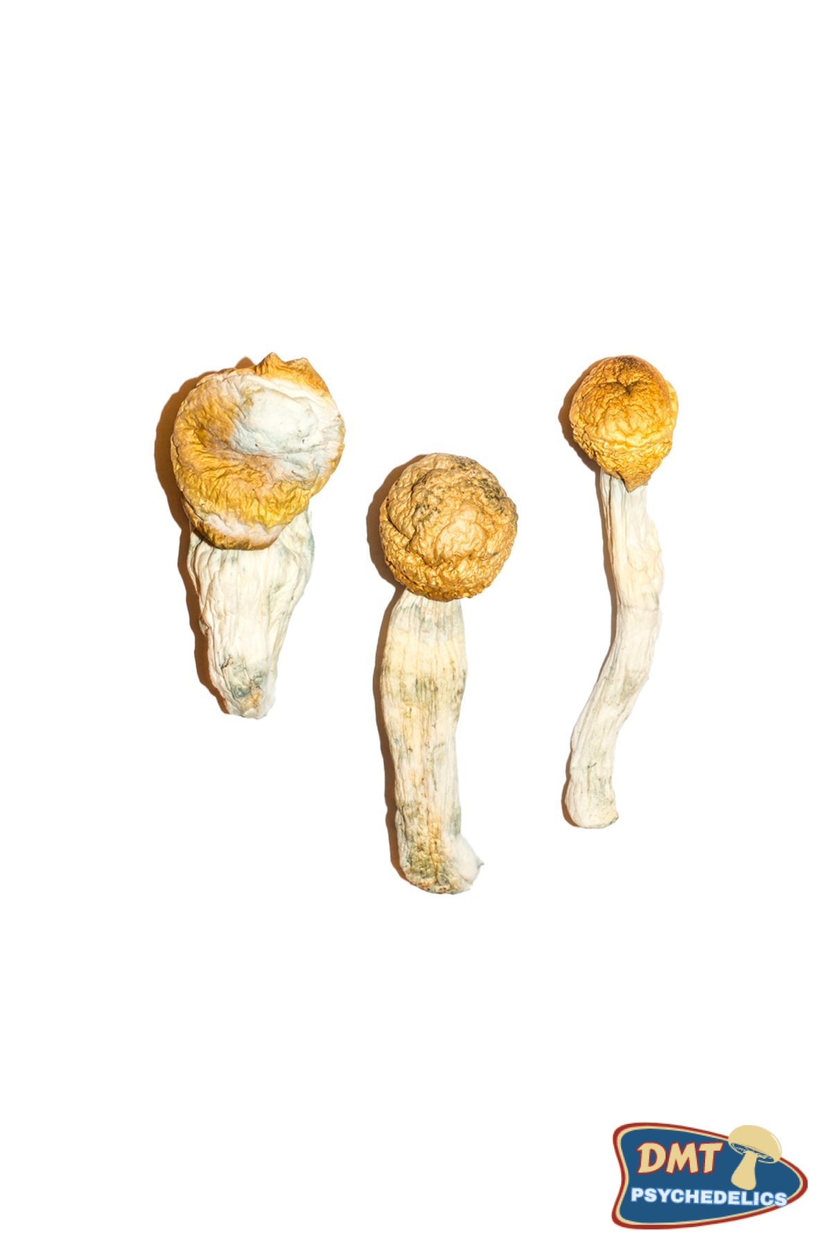 Buy Penis Envy Magic Mushrooms