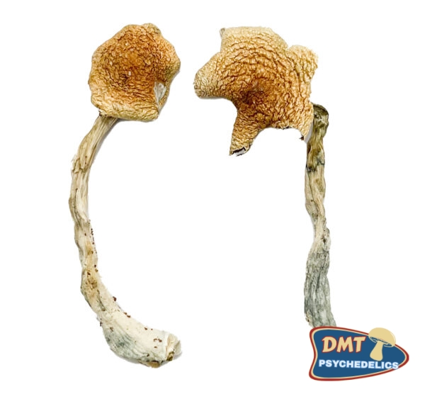 Costa Rican Blue Magic Mushrooms